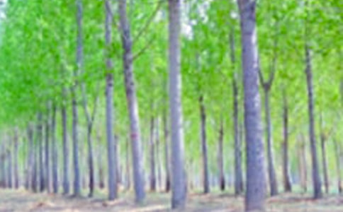 �����ח