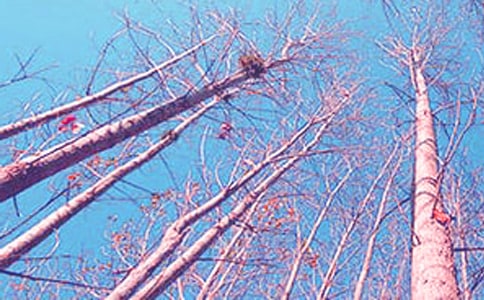 《白楊禮贊》 設(shè)計(jì)9