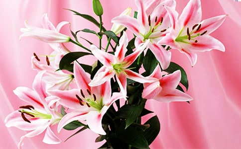 觀察百合花優(yōu)秀作文(精選3篇)