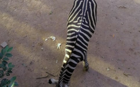 �����Y׌���R�����h��