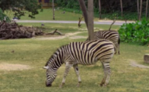 �Y׌���R�����h��