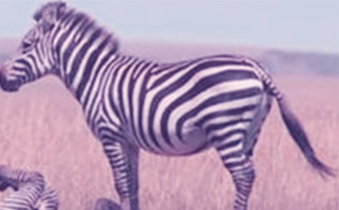 �����Y׌���R�����h������ʮƪ