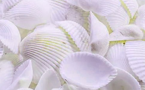 夢(mèng)的貝殼作文