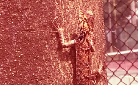 �P(gu��n)�ڱڻ�����