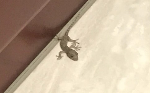 《小壁虎借尾巴》精品教案