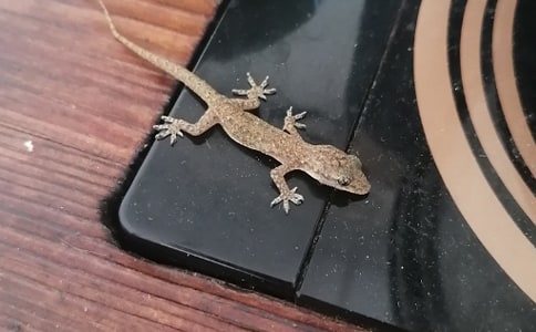 С�ڻ�����(�R��15ƪ)