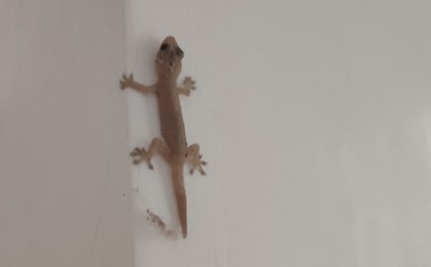 小壁虎借尾巴作文(通用15篇)