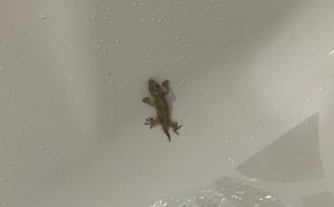 С�ڻ���β������