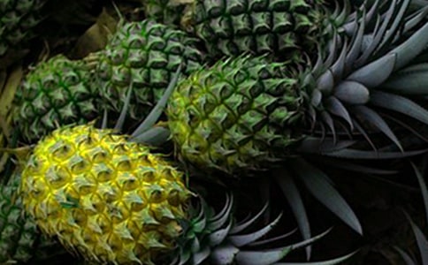 菠蘿的自述作文(6篇)