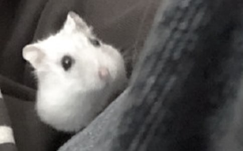 家有倉(cāng)鼠作文