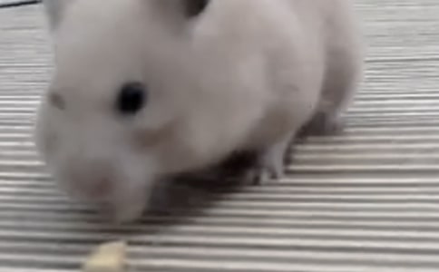 �Ҽҵ�С�}(c��ng)������15ƪ