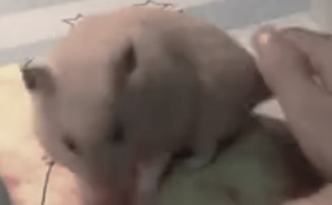 我家的倉鼠作文15篇