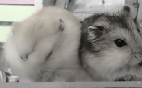 給倉(cāng)鼠的作文模板