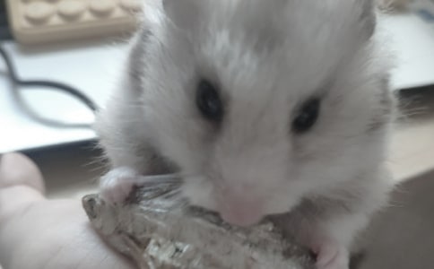 養(yǎng)倉鼠作文