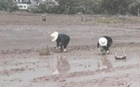 插秧優(yōu)秀作文(2篇)