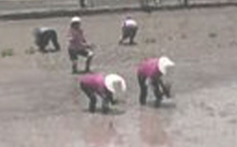 一年級(jí)下冊(cè)《插秧》 及其思考