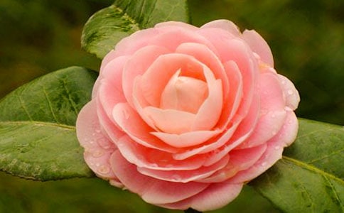 ɽ�軨����[��(y��u)��]