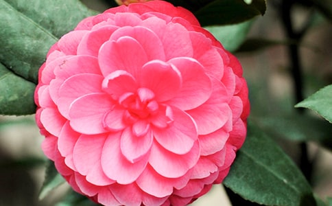 ������ɽ�軨С�W(xu��)������400�֣����x3ƪ��