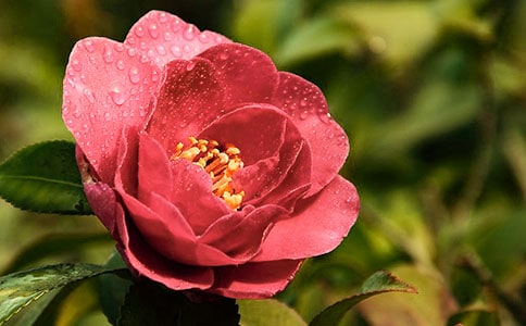 【推薦】山茶花作文