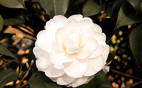 ɽ�軨����(��(j��ng)��)