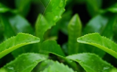 ���~���������ƪ