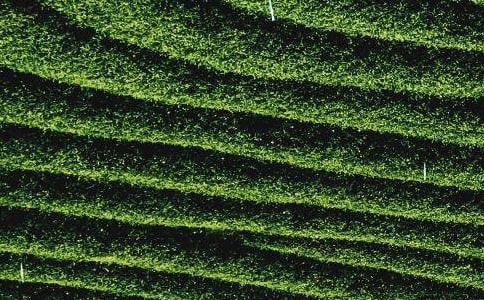 上半年茶葉產(chǎn)業(yè)工作總結