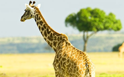 中班美術(shù)活動(dòng)教案:長(zhǎng)頸鹿