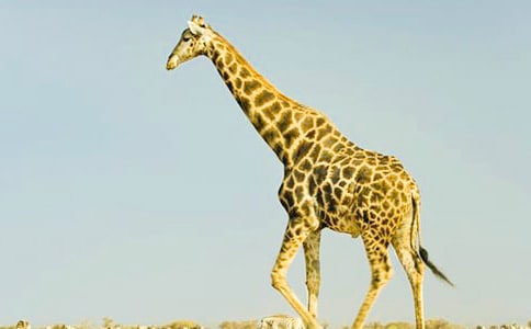 �L�i¹������