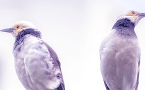 ���޳��ܱ��C��(9ƪ)