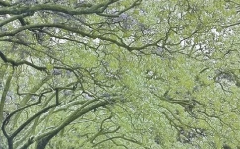 Σ�y�r���@���� ���L���ꝙ�o