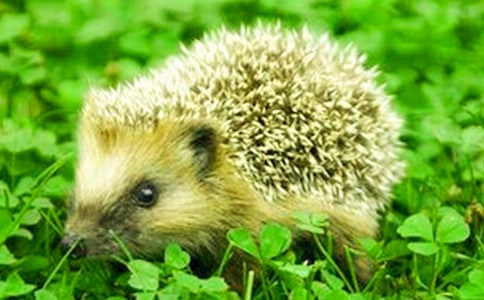 �ɐ�(��i)�Ĵ������