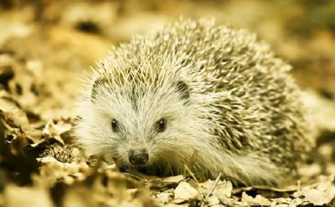 С�����g(sh��)�̰����