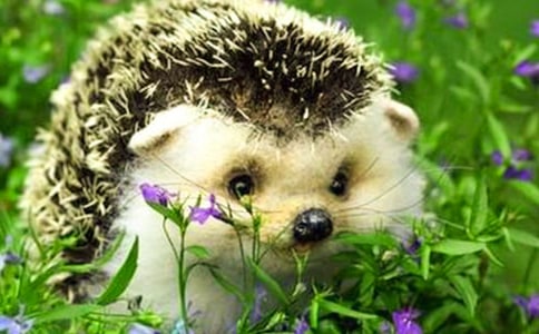 �茑��⬵ľ���