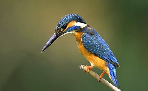 語文教案:《翠鳥》