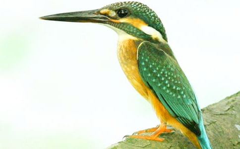 �Z�Ĵ��B�̰�