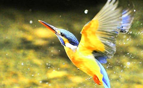 小學(xué)三年級(jí)語文《翠鳥》教案