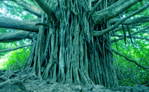 少年與大樹(shù)