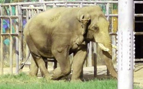 大象版一年級(jí)科學(xué)個(gè)人教學(xué)計(jì)劃(精選11篇)