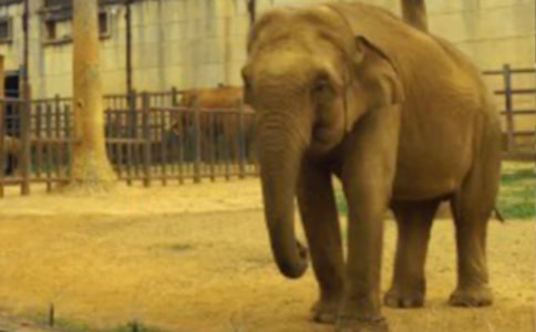 36《大象博士請助手》