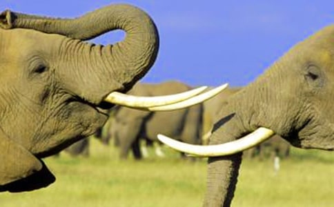 關(guān)于大象的作文