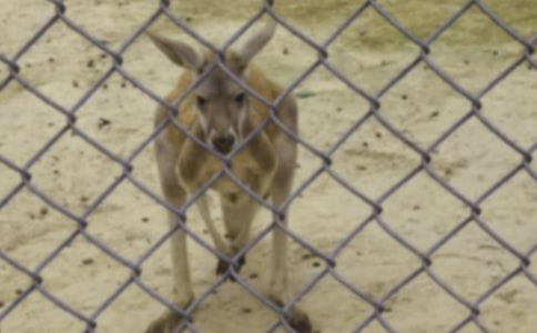 袋鼠跳比賽作文