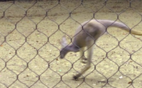 �����󌚌��\(y��n)Ƥ���׃�����w���̰�