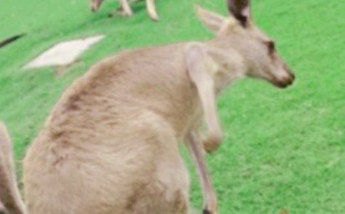 體育游戲袋鼠跳教案