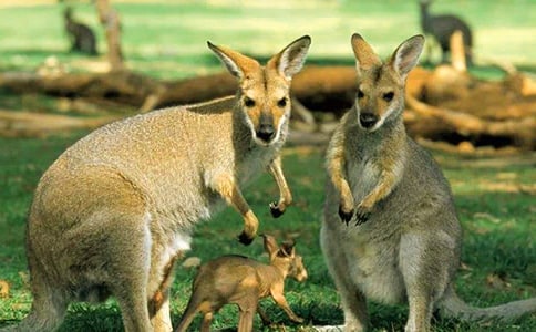 ����С����ľ���