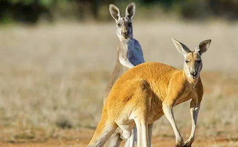 С�����ҋ���С���w���Α�̰�