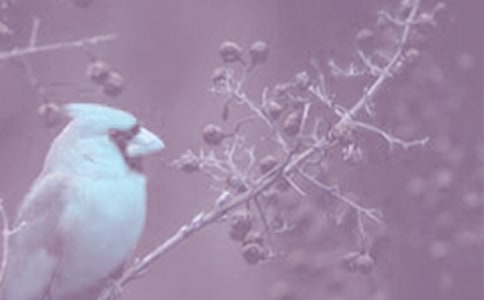 動(dòng)植物活化石作文