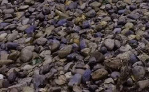 去拜訪一塊鵝卵石作文