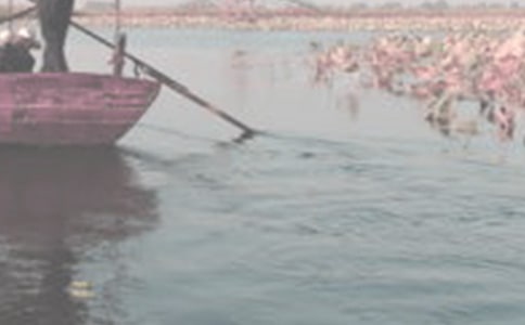 �ƺ���������