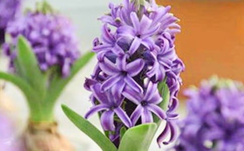 風信子作文15篇(精品)