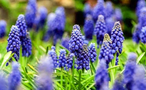 �L���Ӄ�(y��u)�����ģ�ͨ��33ƪ��